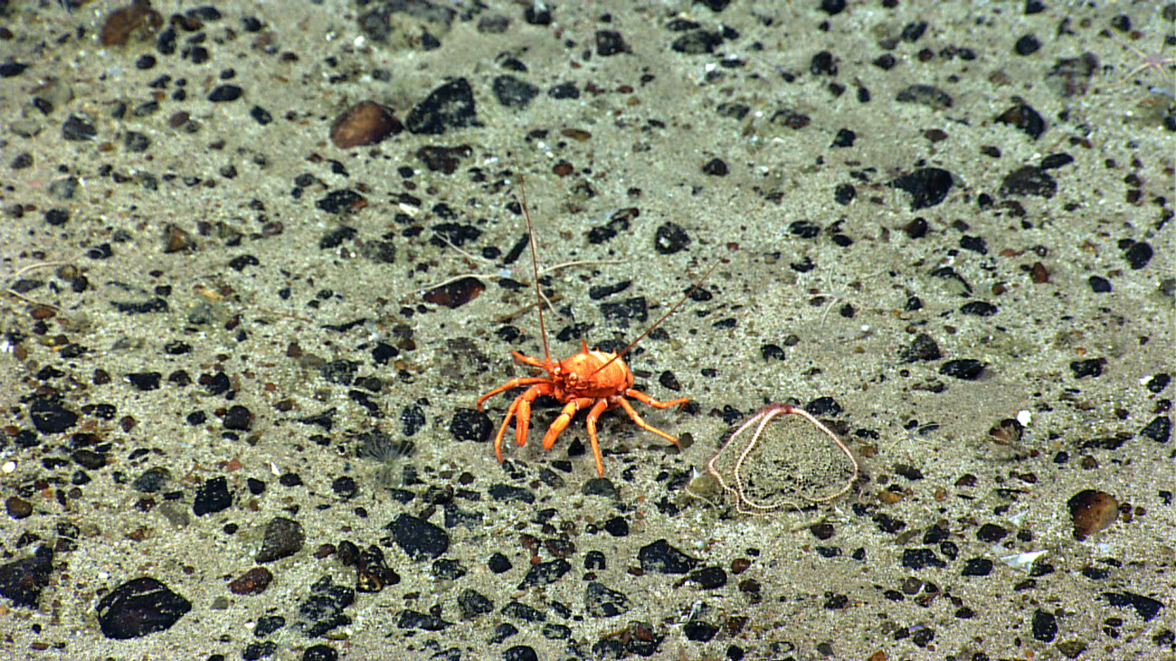Orange squat lobster on a sand and pebble substrate