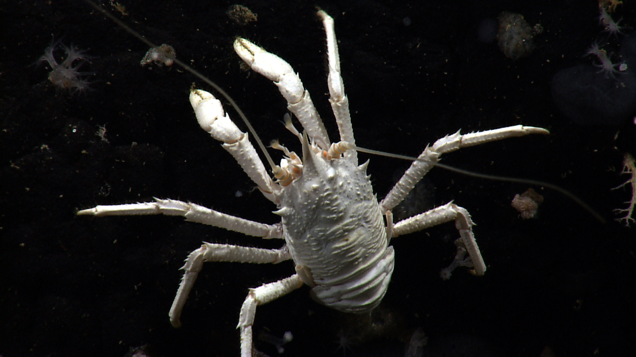 A white squat lobster with orange eyes on a black rock surface