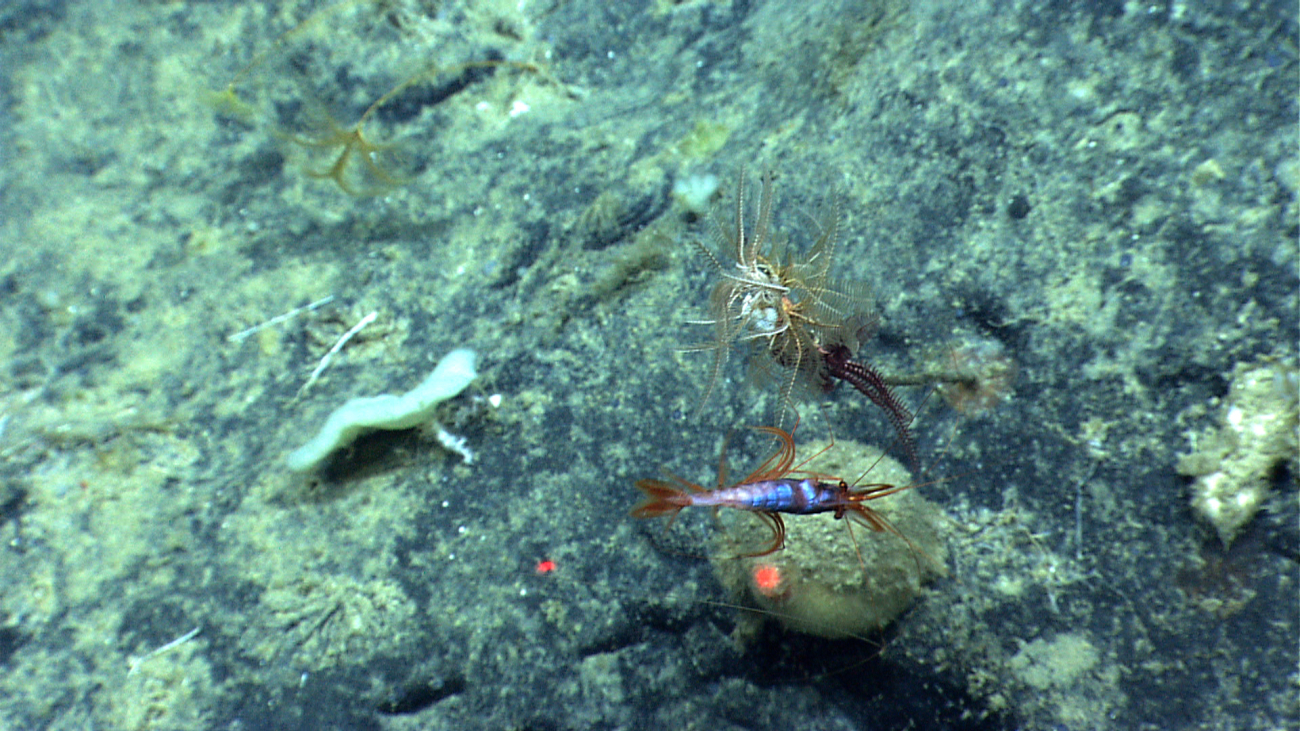A shrimp swimming over a melon sponge and a number of feather starcrinoids