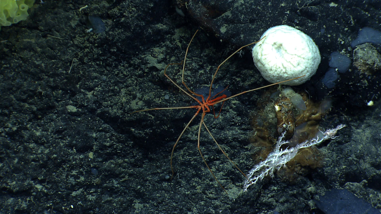 A pycnogonid sea spider traversing black volcanic rock