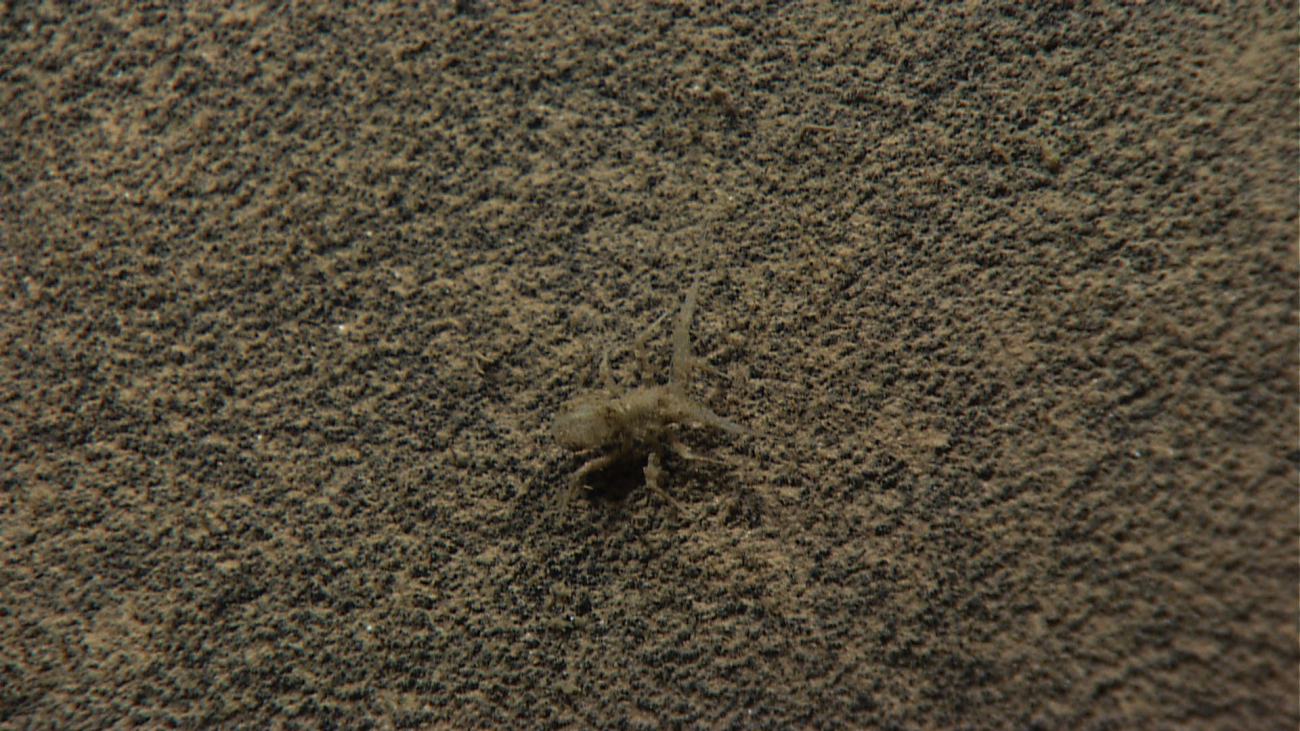 Bizarre appearing crustacean almost perfectly camouflaged