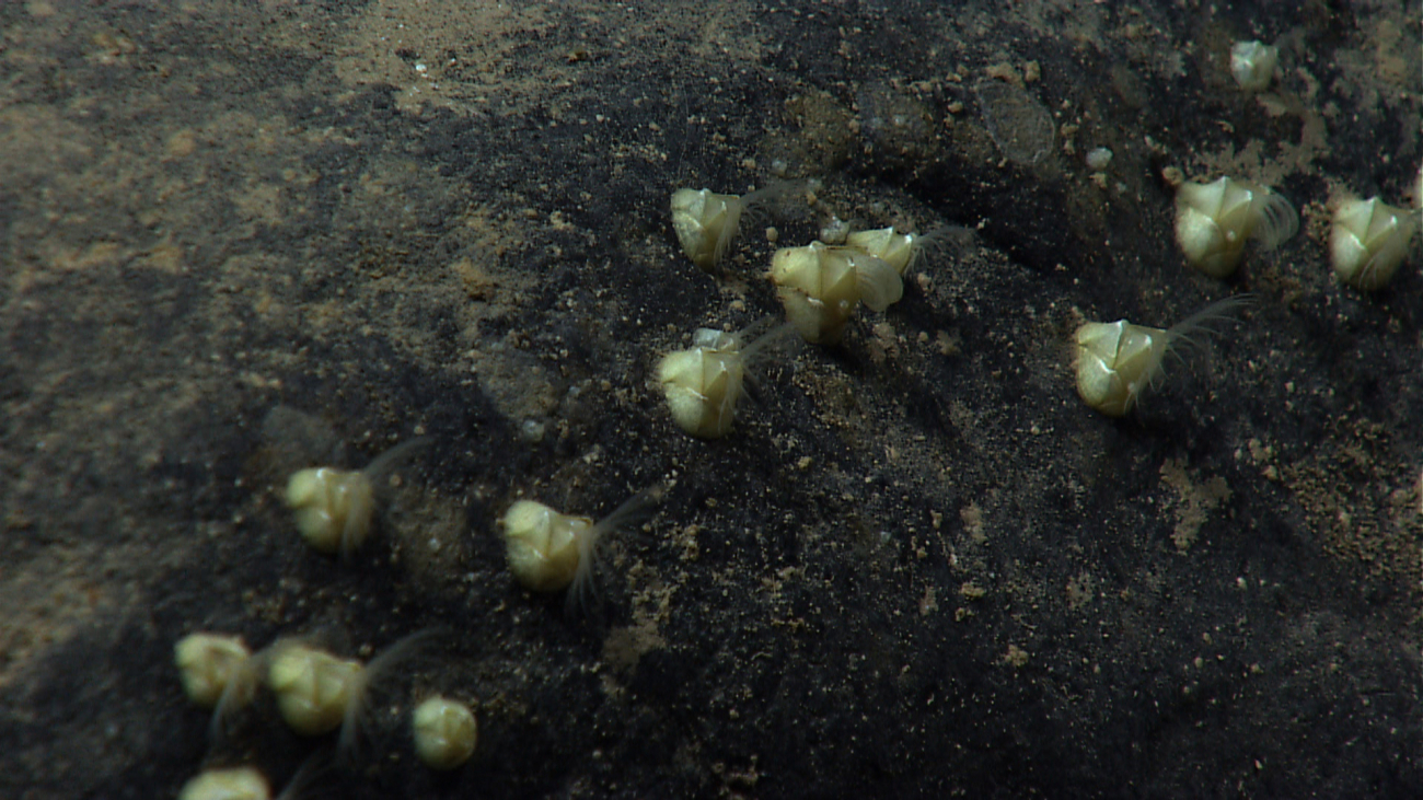 Small white barnacles with cirri extended on a rock outcrop