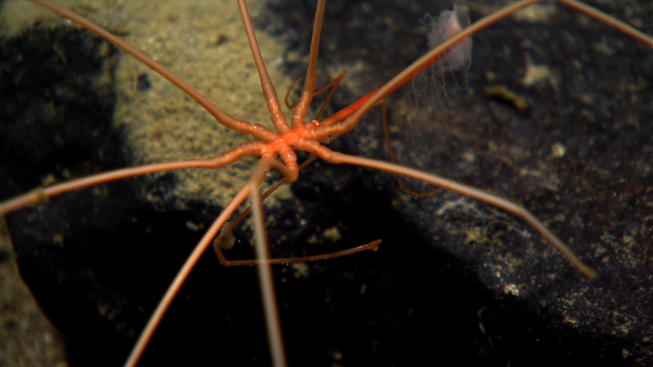 A pycnogonid sea spider feeding on a hydroid