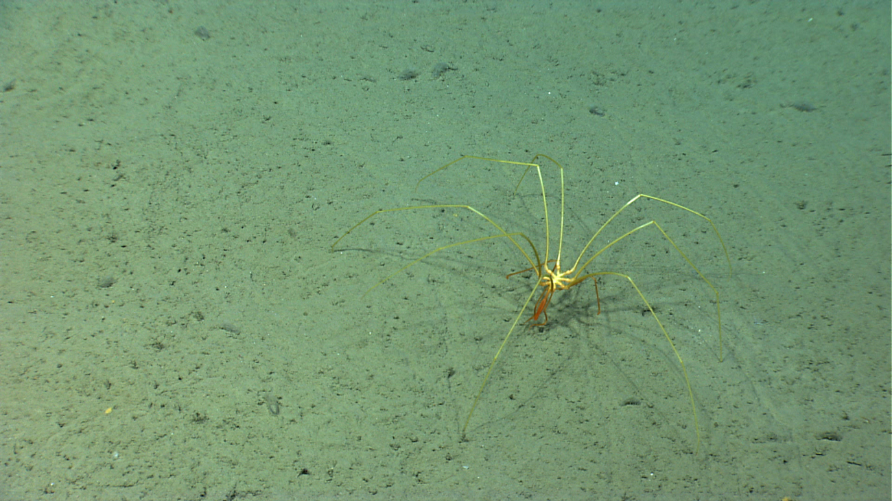 A pycnogonid sea spider on a silty seafloor