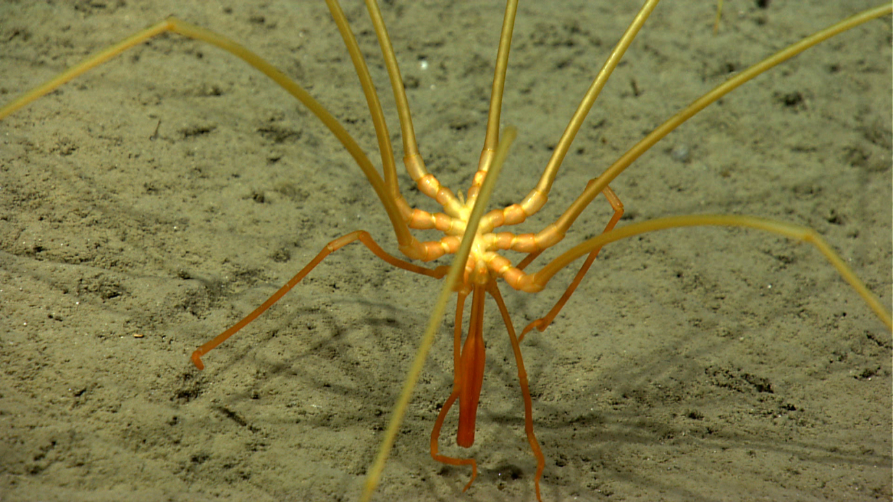 A pycnogonid sea spider on a silty seafloor