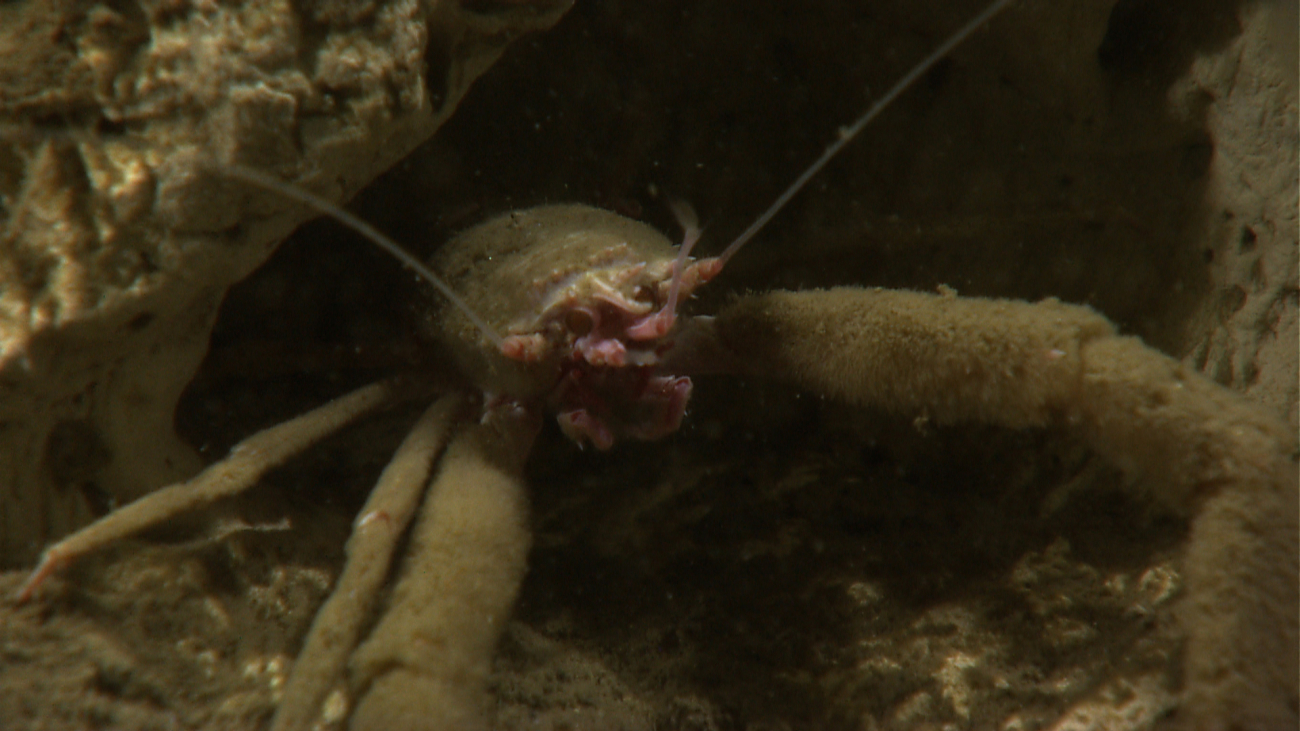A very dirty squat lobster