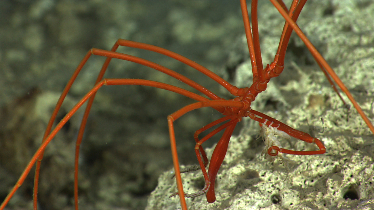 What appears to be a small white crustacean adhering to the leg of thispycnogonid sea spider