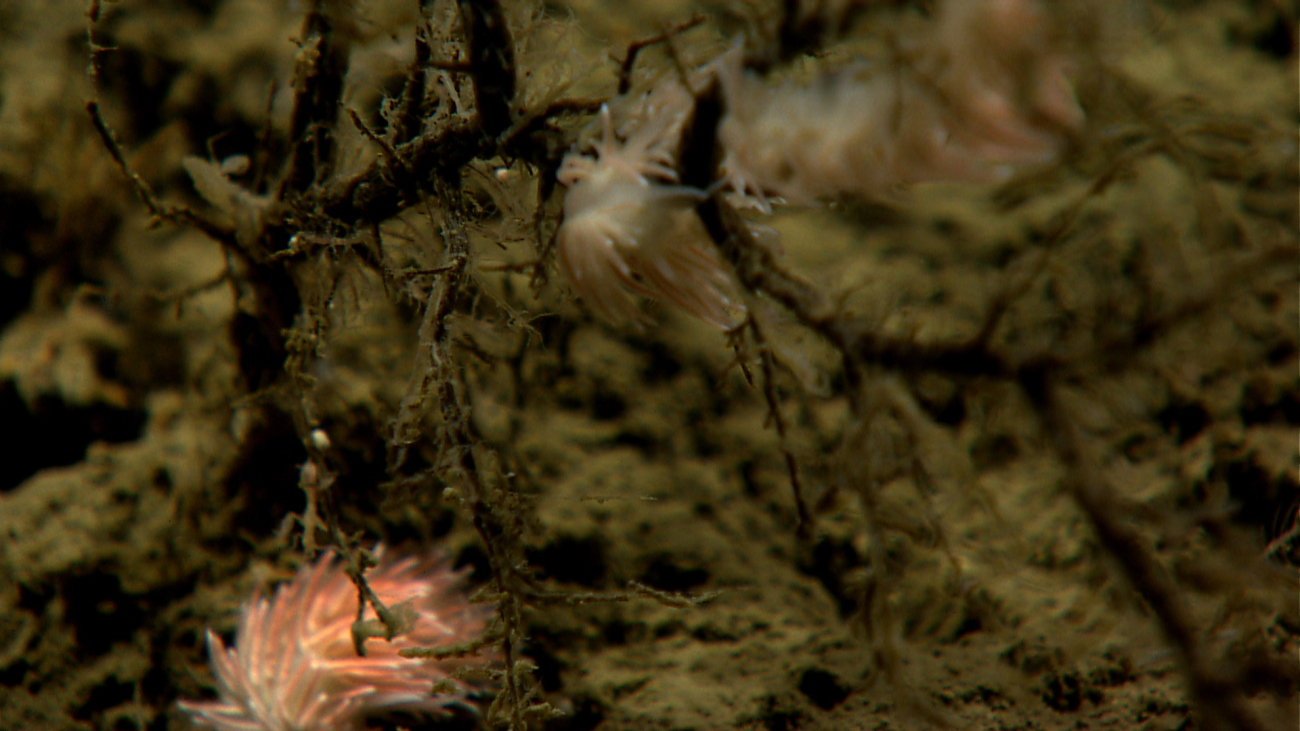 Nudibranchs? on a dead coral bush