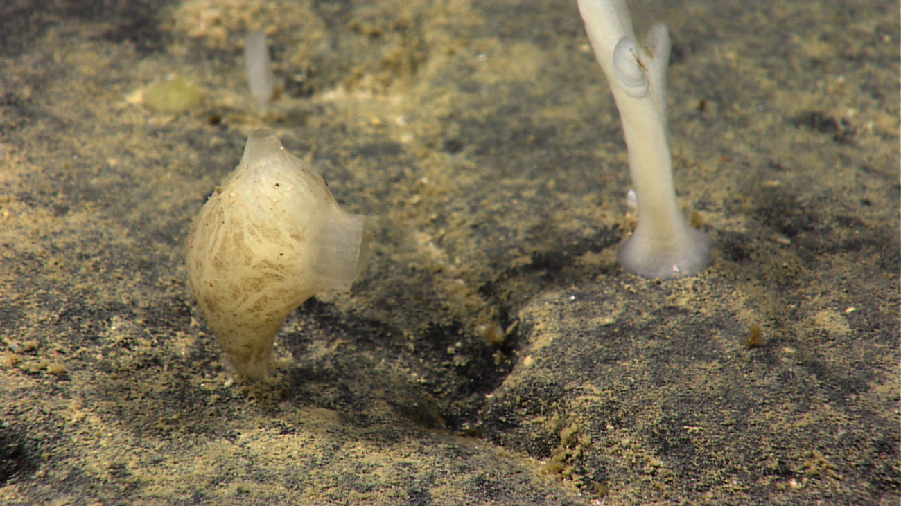 A tunicate? (left) and a sponge (right)