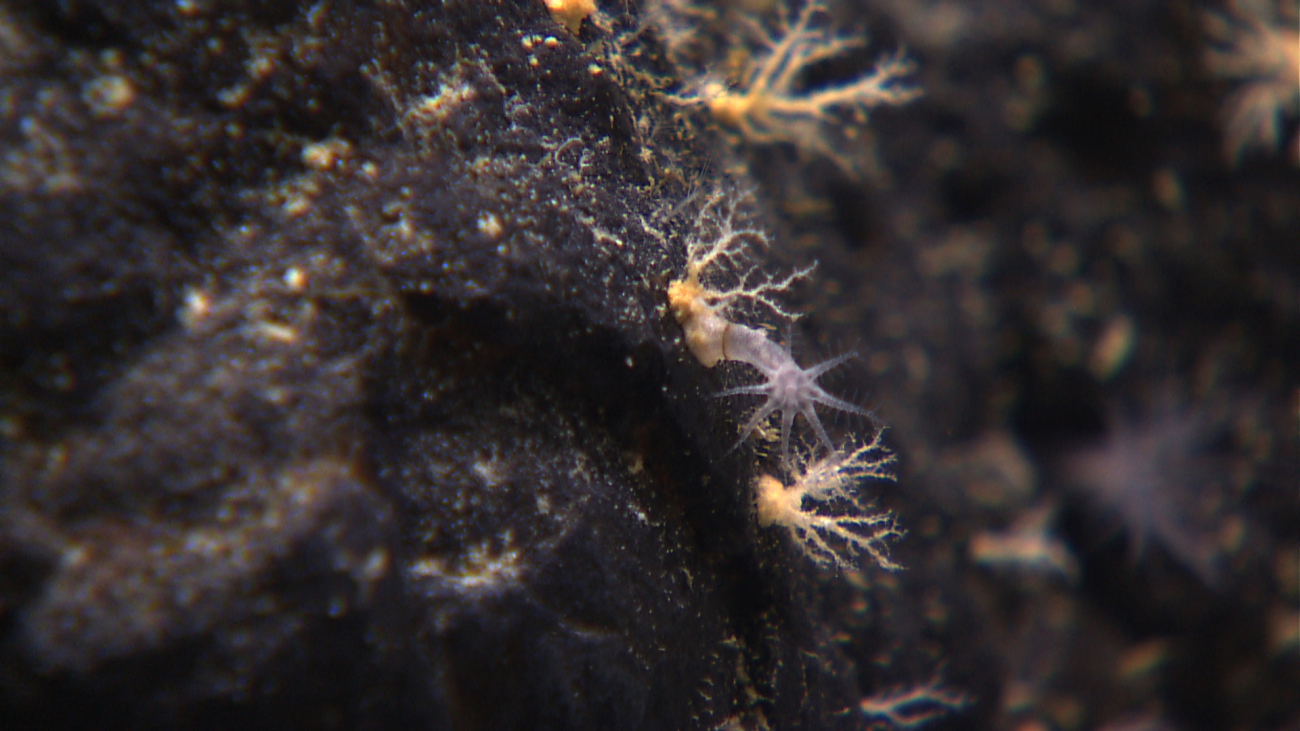 A small white octocoral