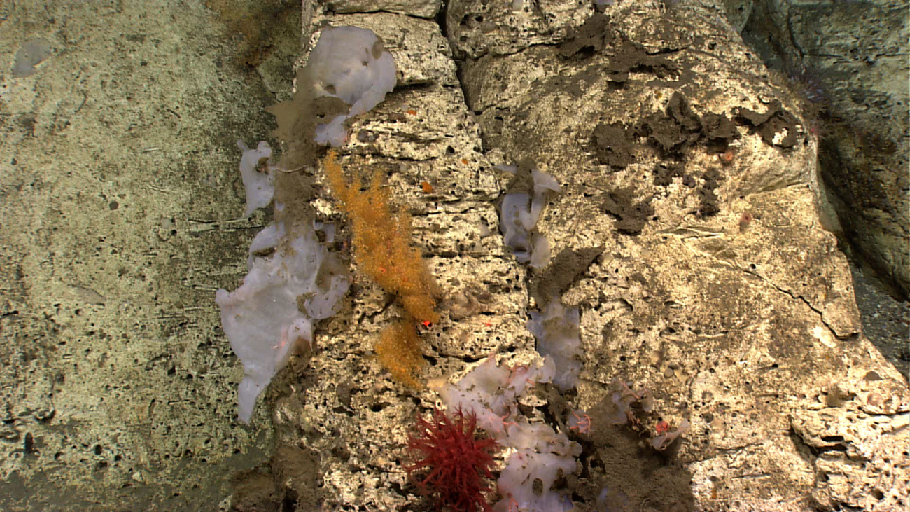 A colorful oasis on the canyon wall with white sponges, gold-colored coral, ared anthomastus coral, and pink  brittle stars on the sponge in theright of the image