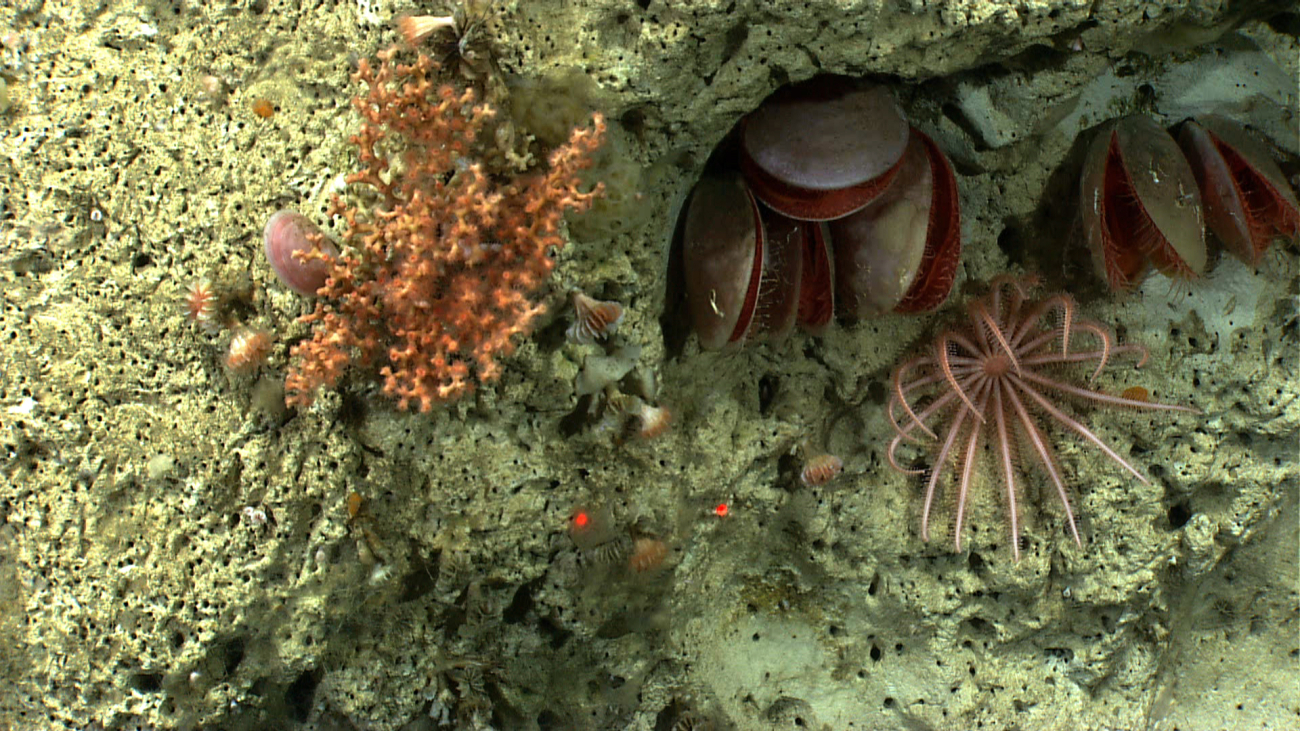Lophelia pertusa coral, acesta clams, cup corals, and a brisingid starfishall co-exist in a small area of a canyon wall