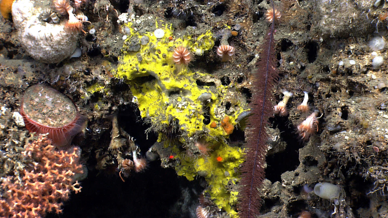 Yellow encrusting sponge, acesta clams, Lophelia pertusa coral, a black coralbush, cup corals, and white sponges
