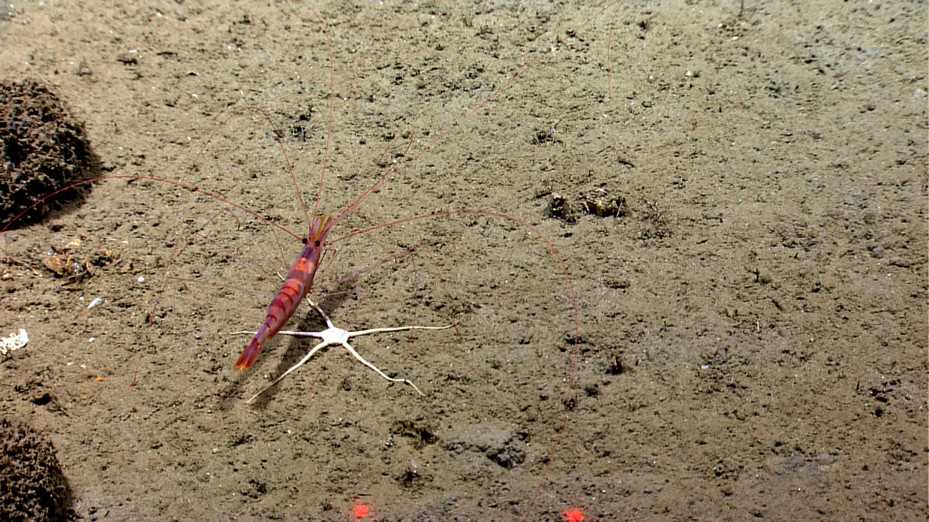 A large shrimp over a white brittle star on a sediment bottom