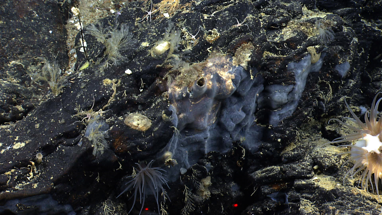 Hydroids, anemones, and a translucent encrusting sponge on a black rockoutcrop