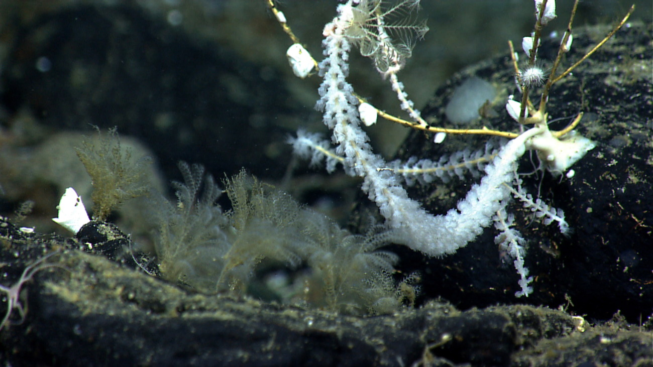 Hydroids in the foreground and a somewhat odd looking looking white coral