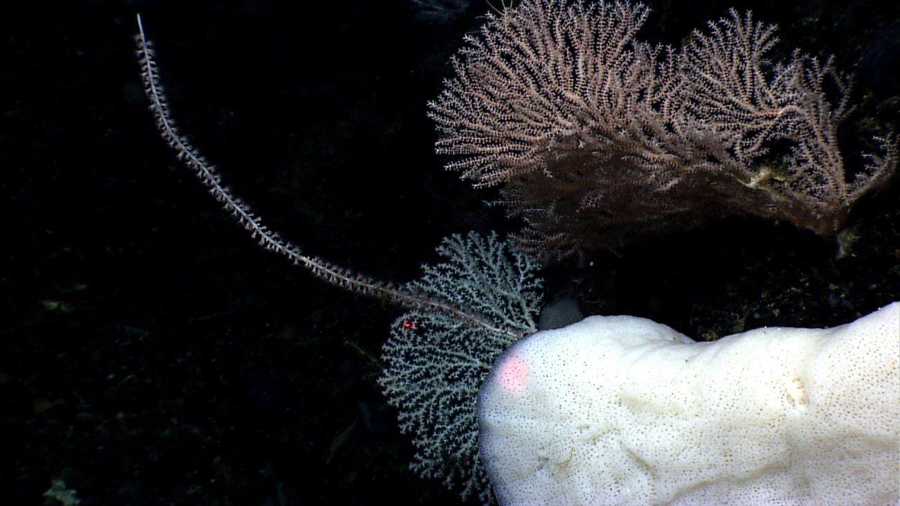 A large white sponge, a bamboo whip coral with reddish pink polyps, a largewhite stylaster coral, and a pink bamboo coral bush