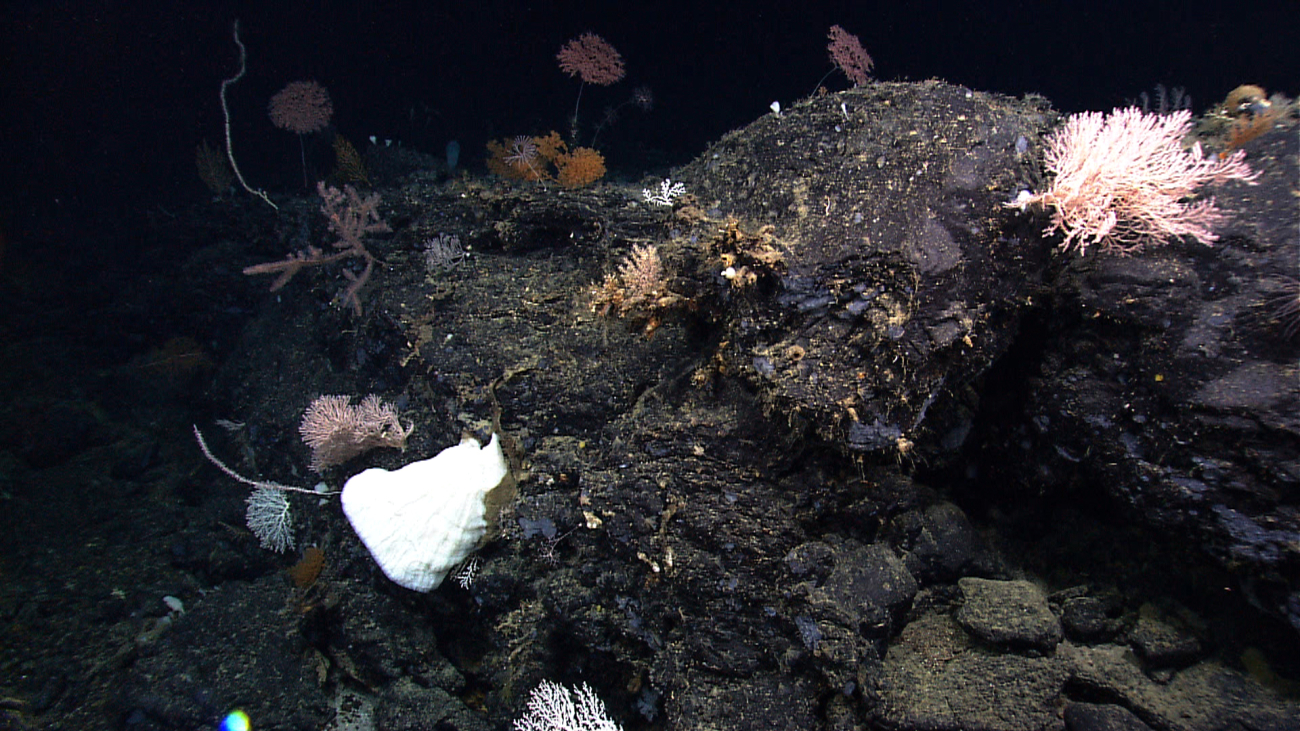 A diverse community of corals and sponges