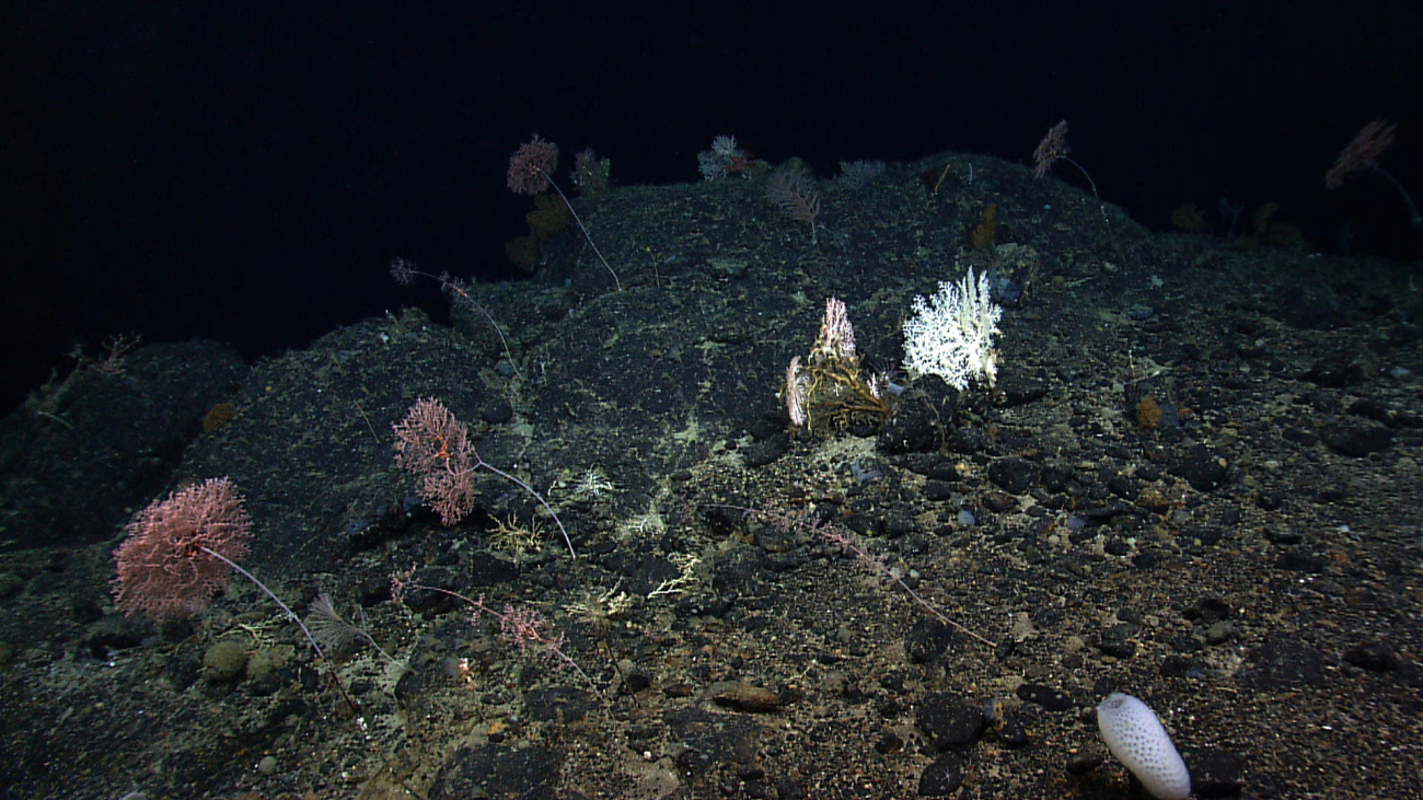 Parasol corals (Metallogorgia melanotrichos), a large white stylaster coral, avenus flower basket sponge, and other species adorn this seamount