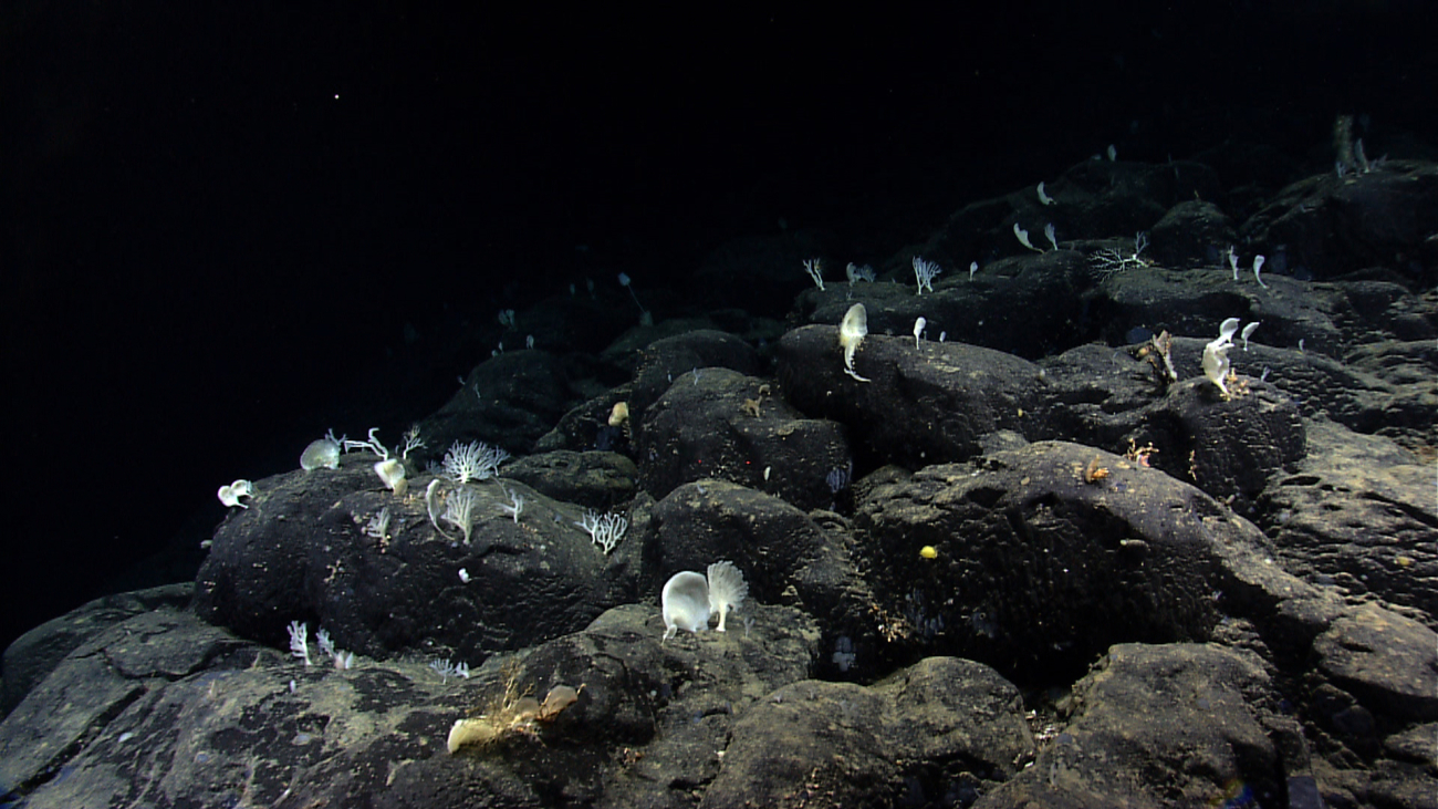 A study in white and black - white  ear-shaped sponges and stylaster corals ona field of black pillow lavas