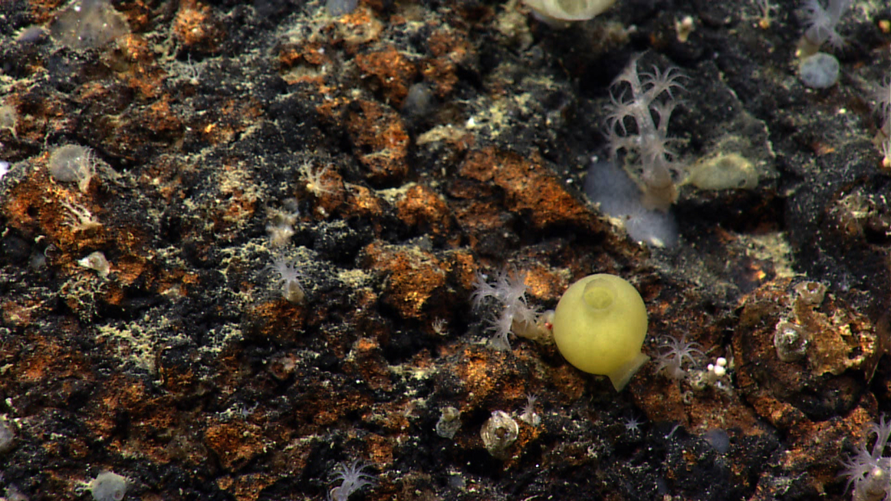 Small white corals, a yellow tunicate, and small sponges on an iron-oxidestained rock outcrop