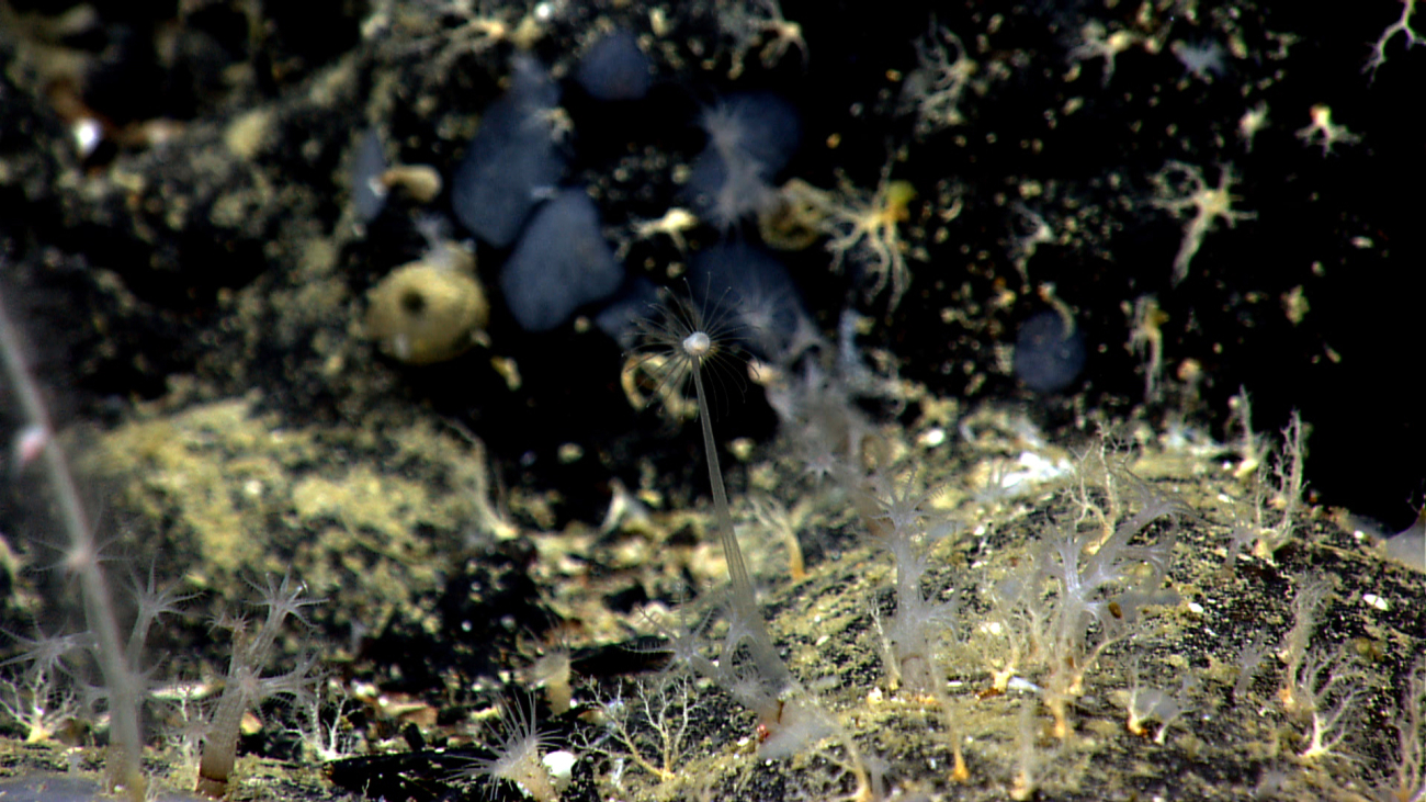 Numerous small translucent to white octocorals surround a large hydroid with atranslucent stalk