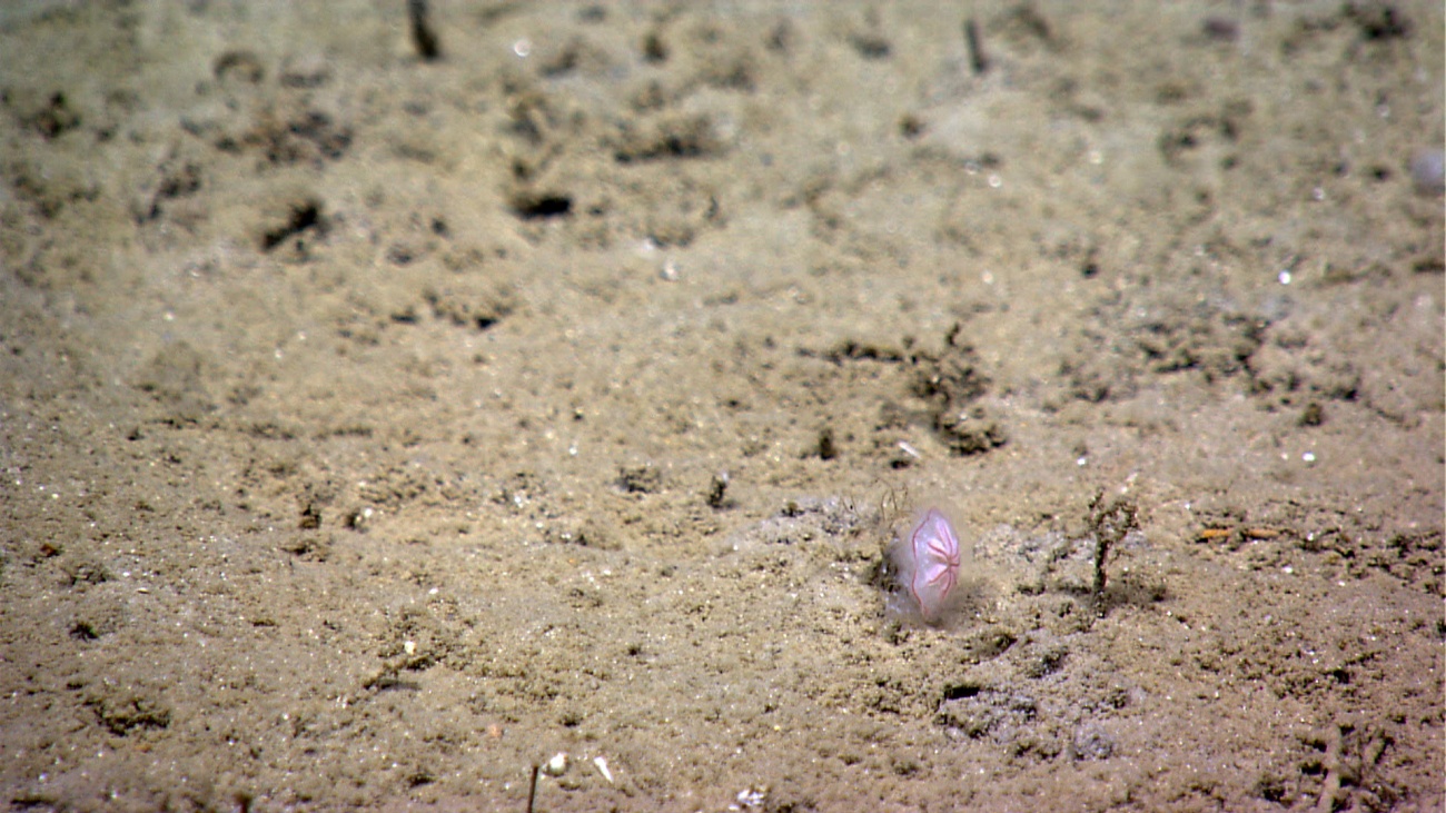 A small jellyfish has crash-landed on the seafloor