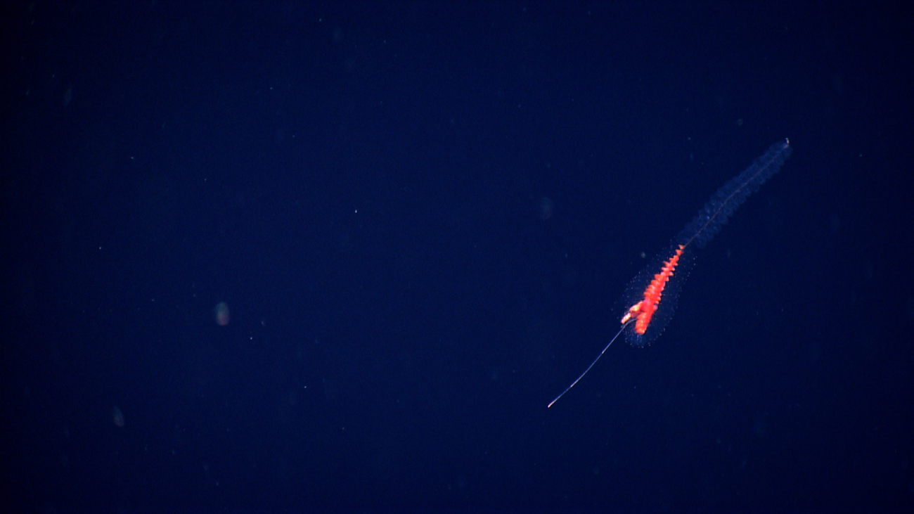 A colonial siphonophore seen in the water column