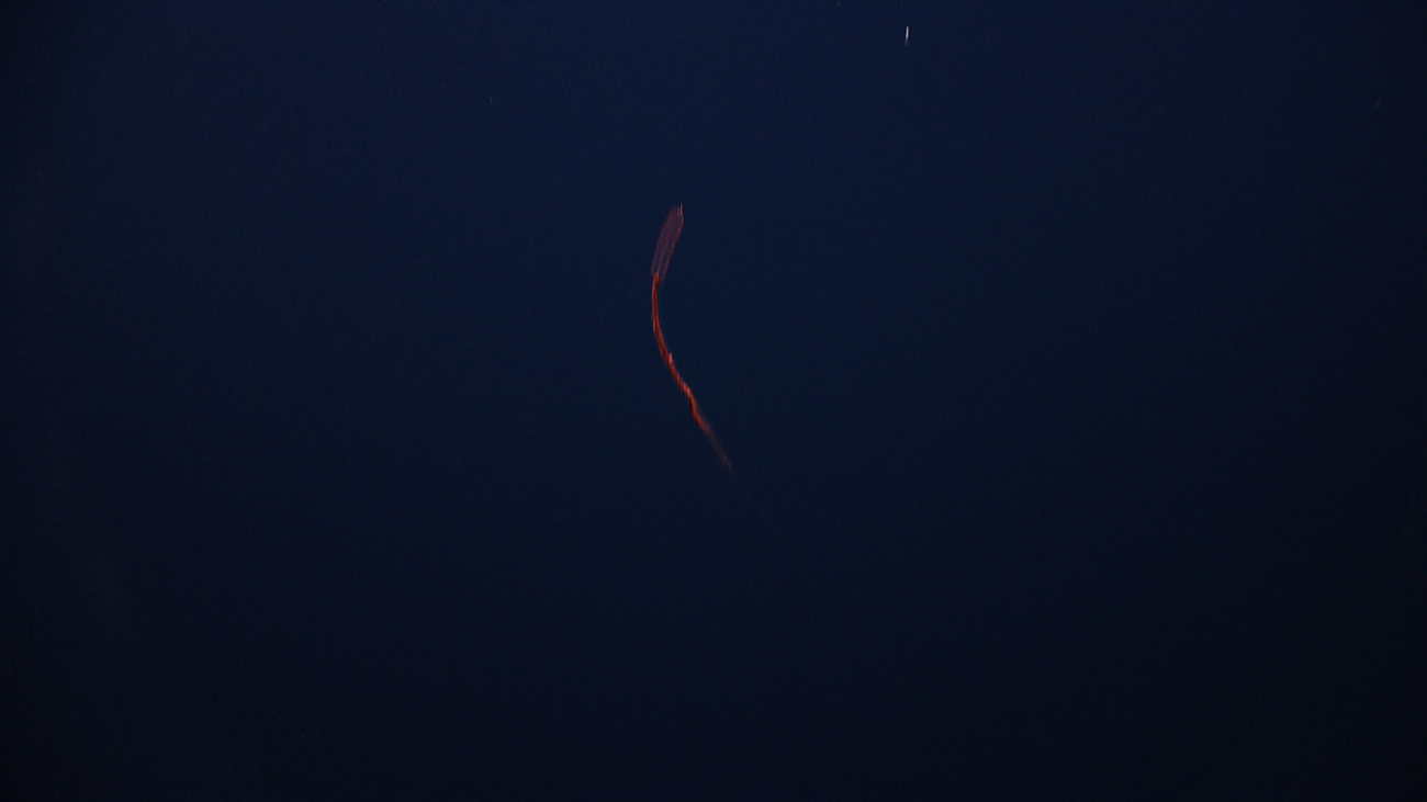 A red ctenophore