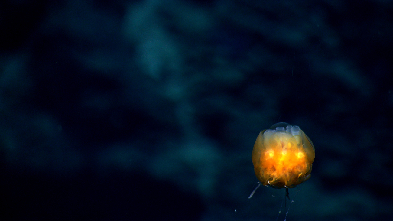A benthic siphonophore looking somewhat like a goblet