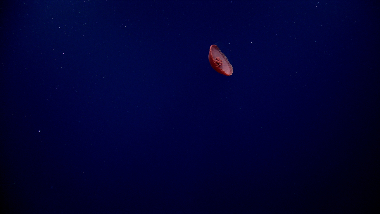 A large red jellyfish