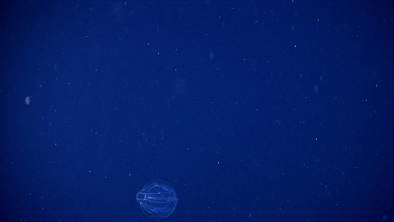A comb jelly or ctenophore