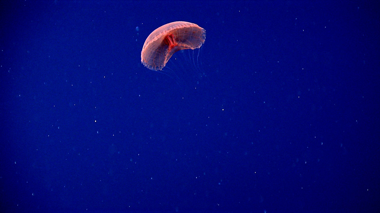 A large red jelly with a grid-like canopy