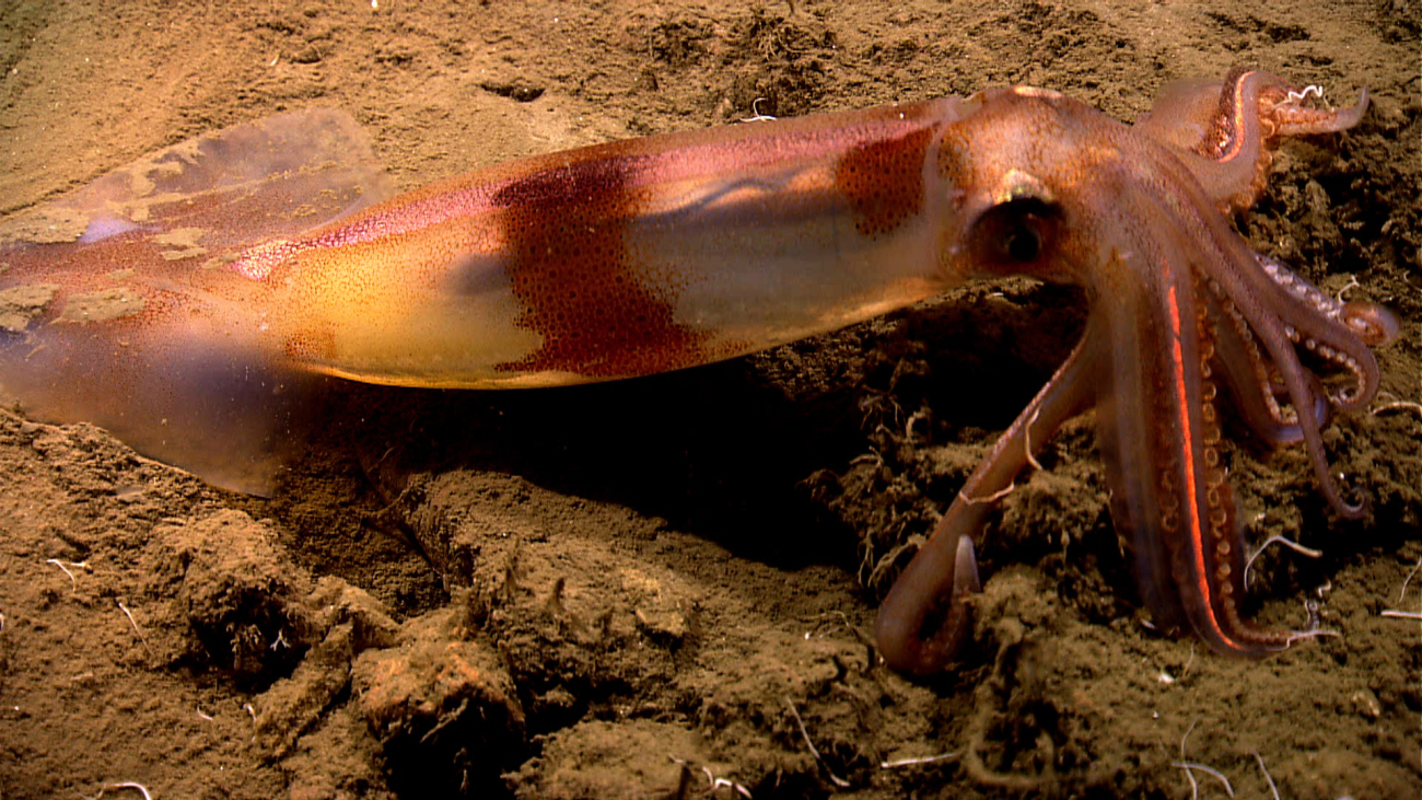 A squid flashing its colors resting on the seafloor