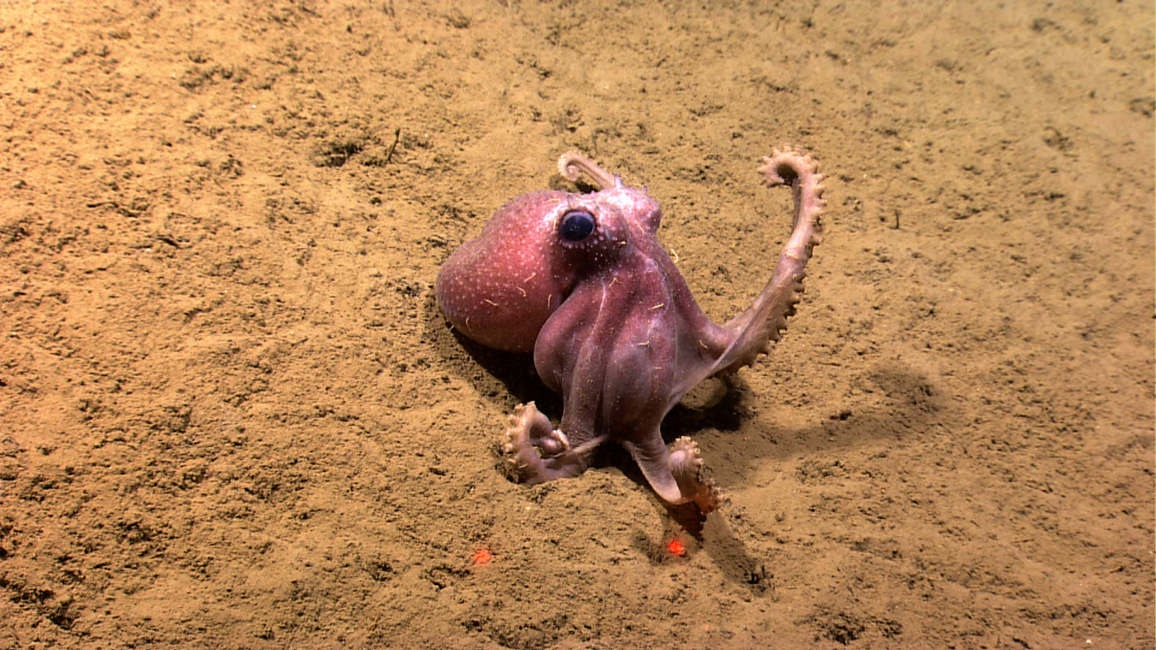 A small octopus on a sediment bottom