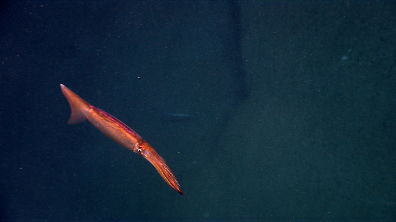A copper-colored squid gliding by the camera