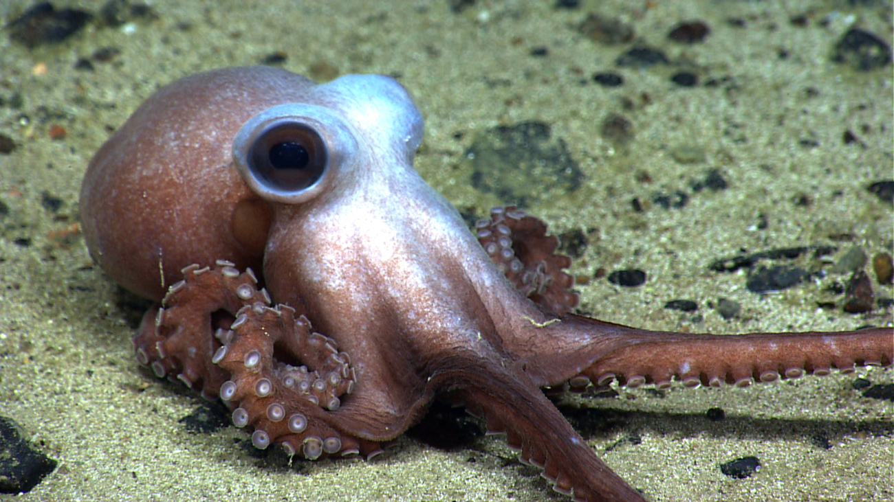 An octopus on a sand and pebble substrate