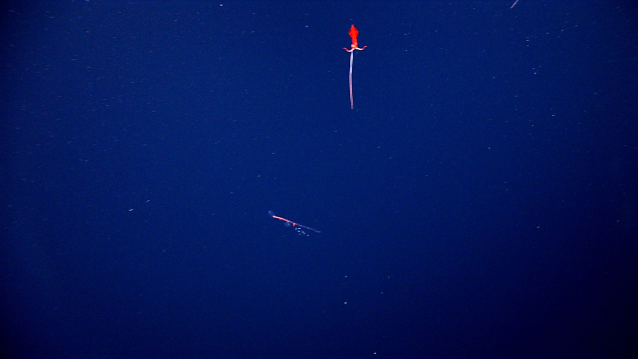 A red squid seen in the distance