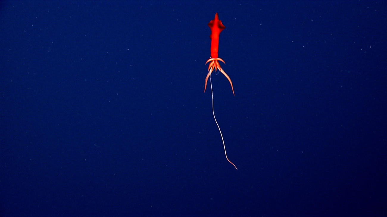 A red squid