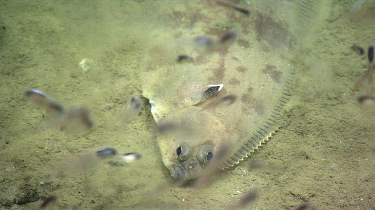 A flatfish residing on the bottom