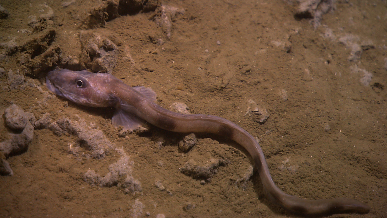 A slender eel with alternating dark and light bars for coloration