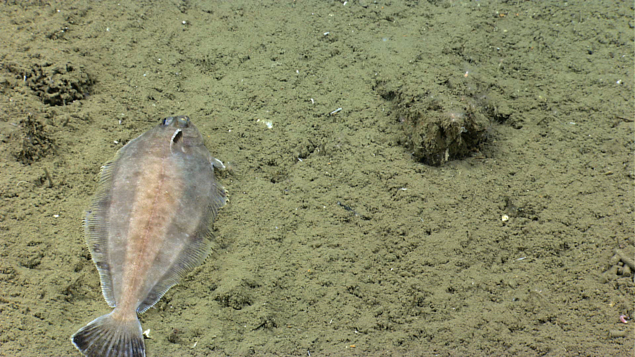 A deep sea flatfish on a sediment bottom