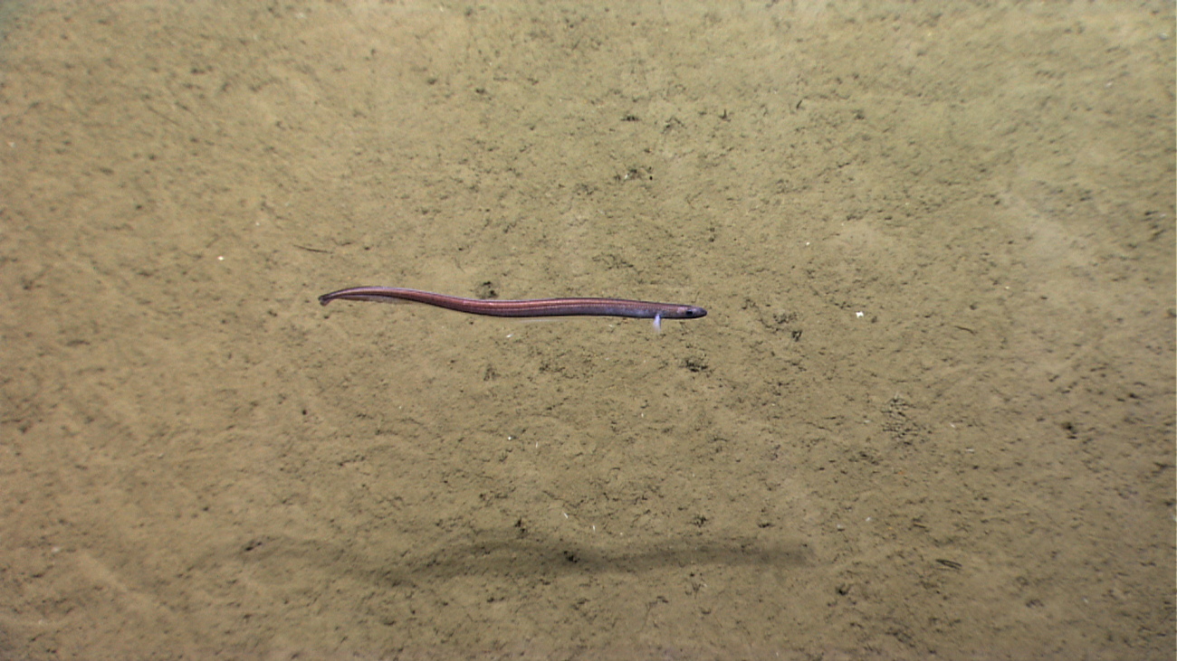 A brown eel cruising over a sediment bottom