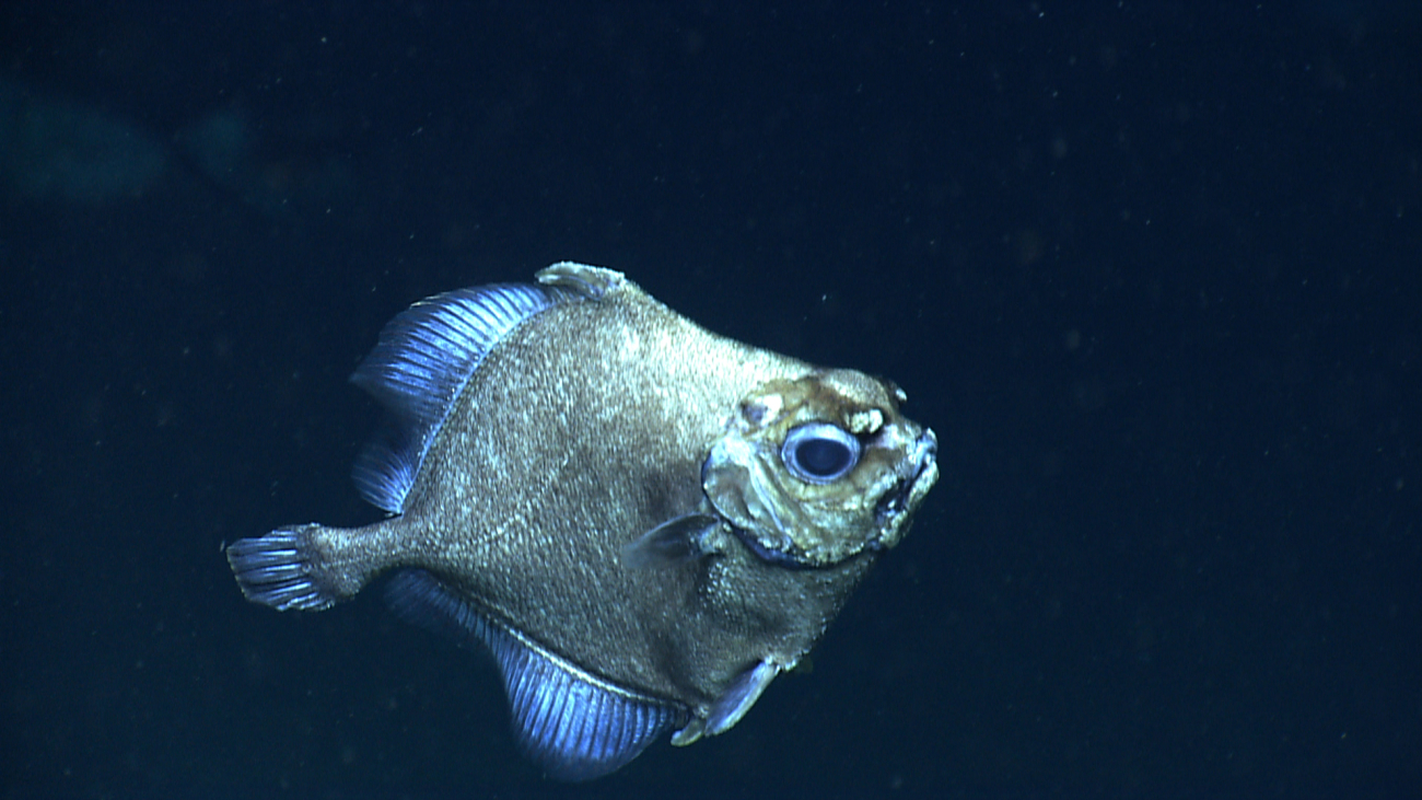 A false boarfish (Neocyttus helgae)