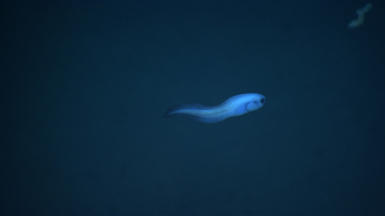 A swimming snailfish