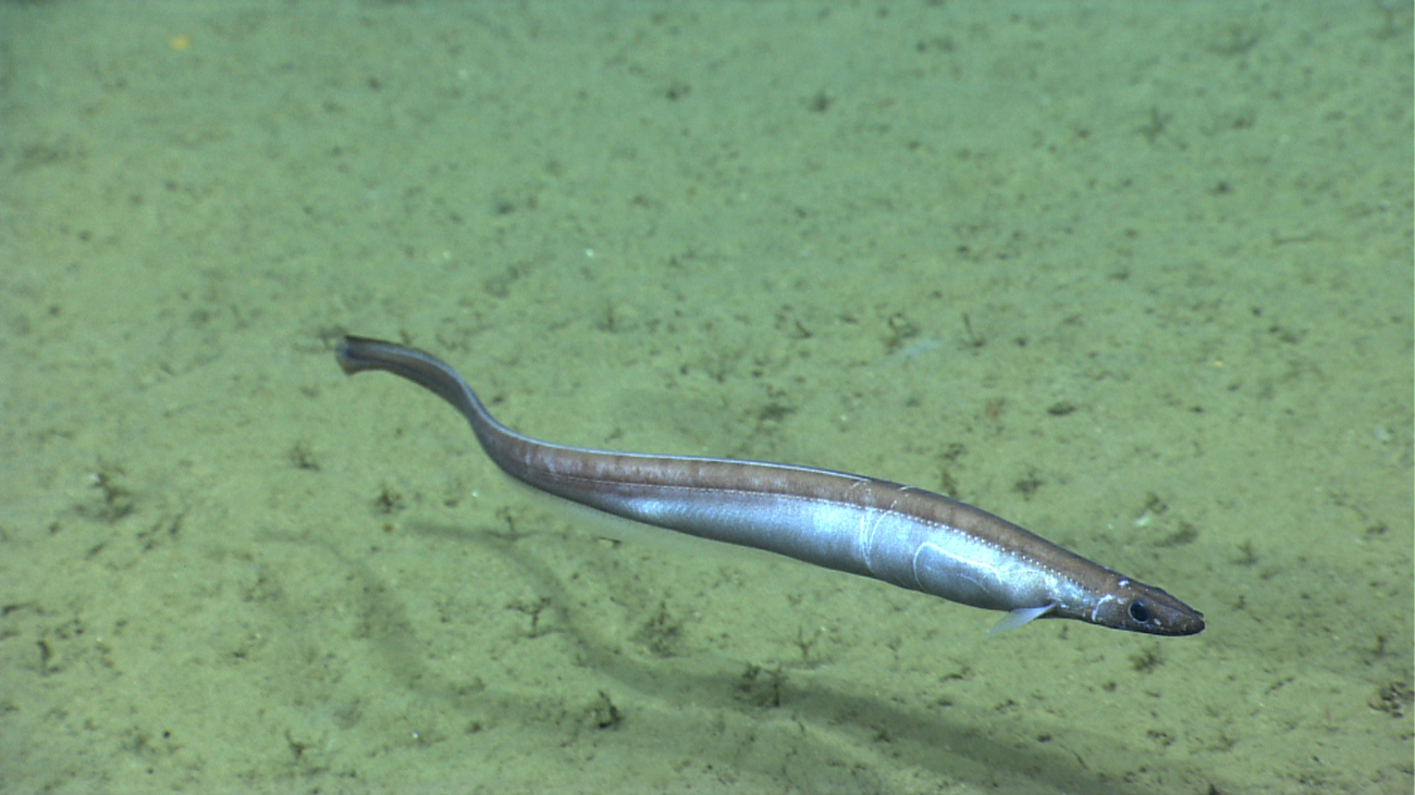 A cusk eel