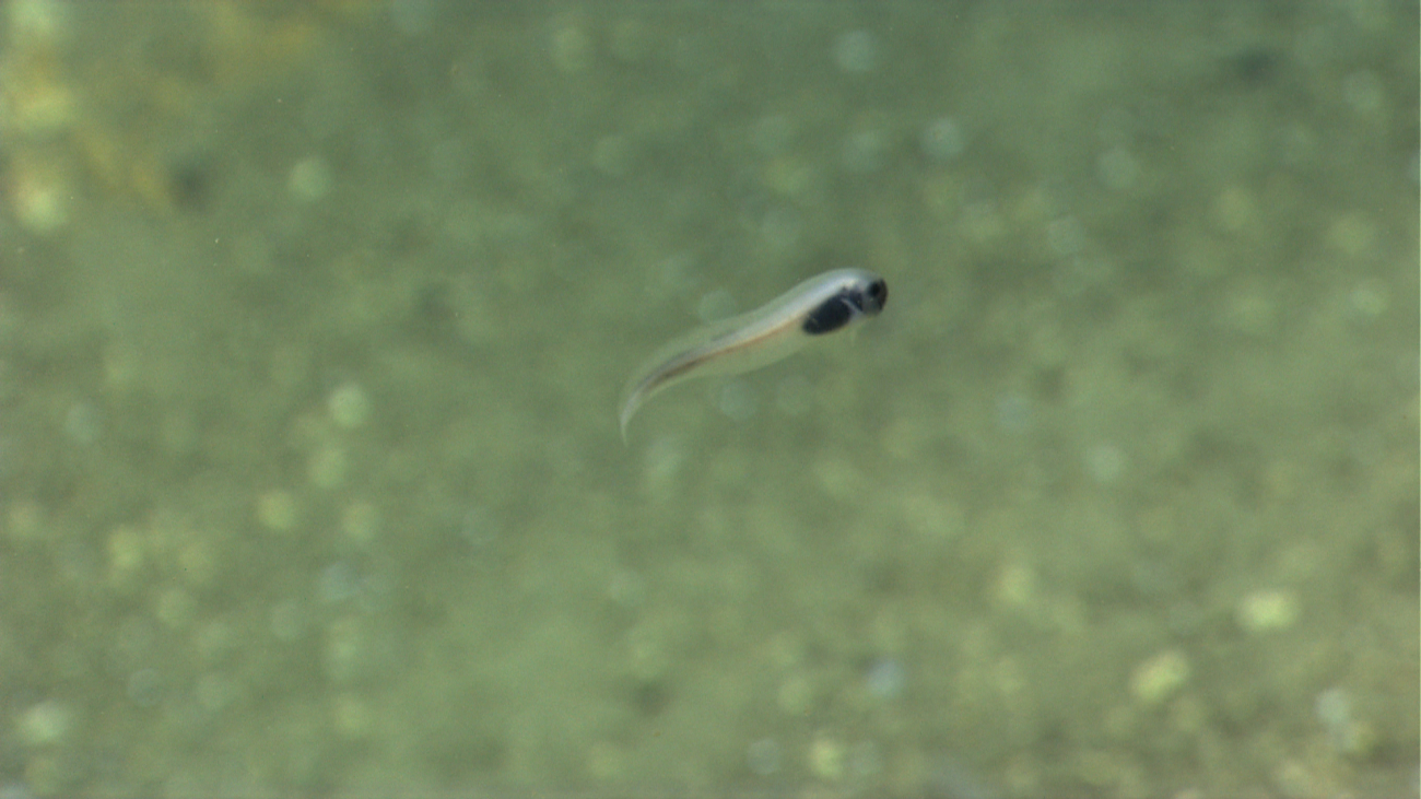 A swimming snailfish