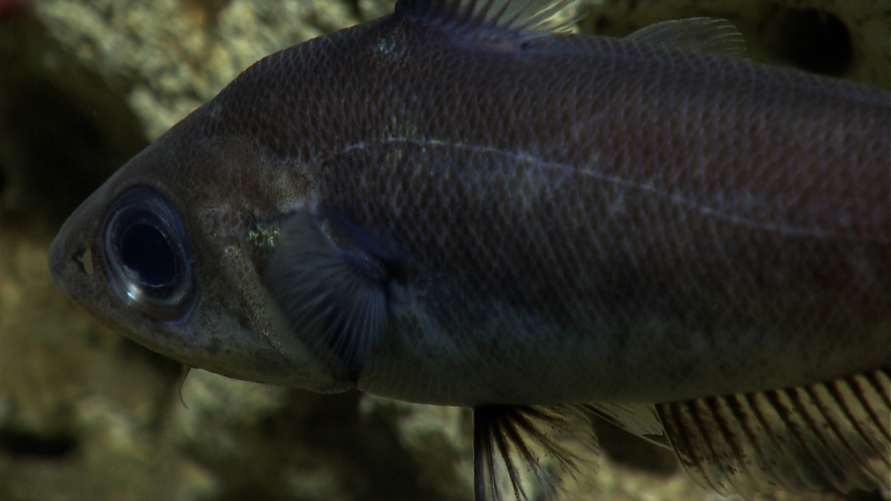 Oreo fish (Neocyttus helgae)
