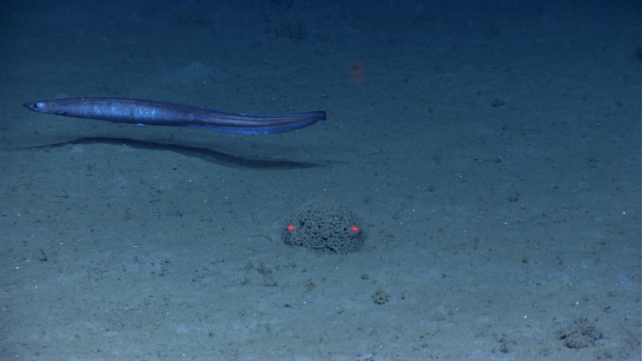 Cutthroat eel and a xenophyophore that is ten cm across