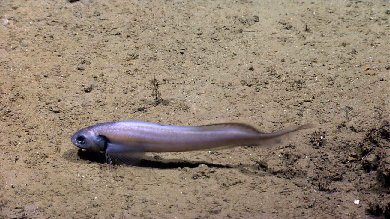 A juvenile cusk eel?